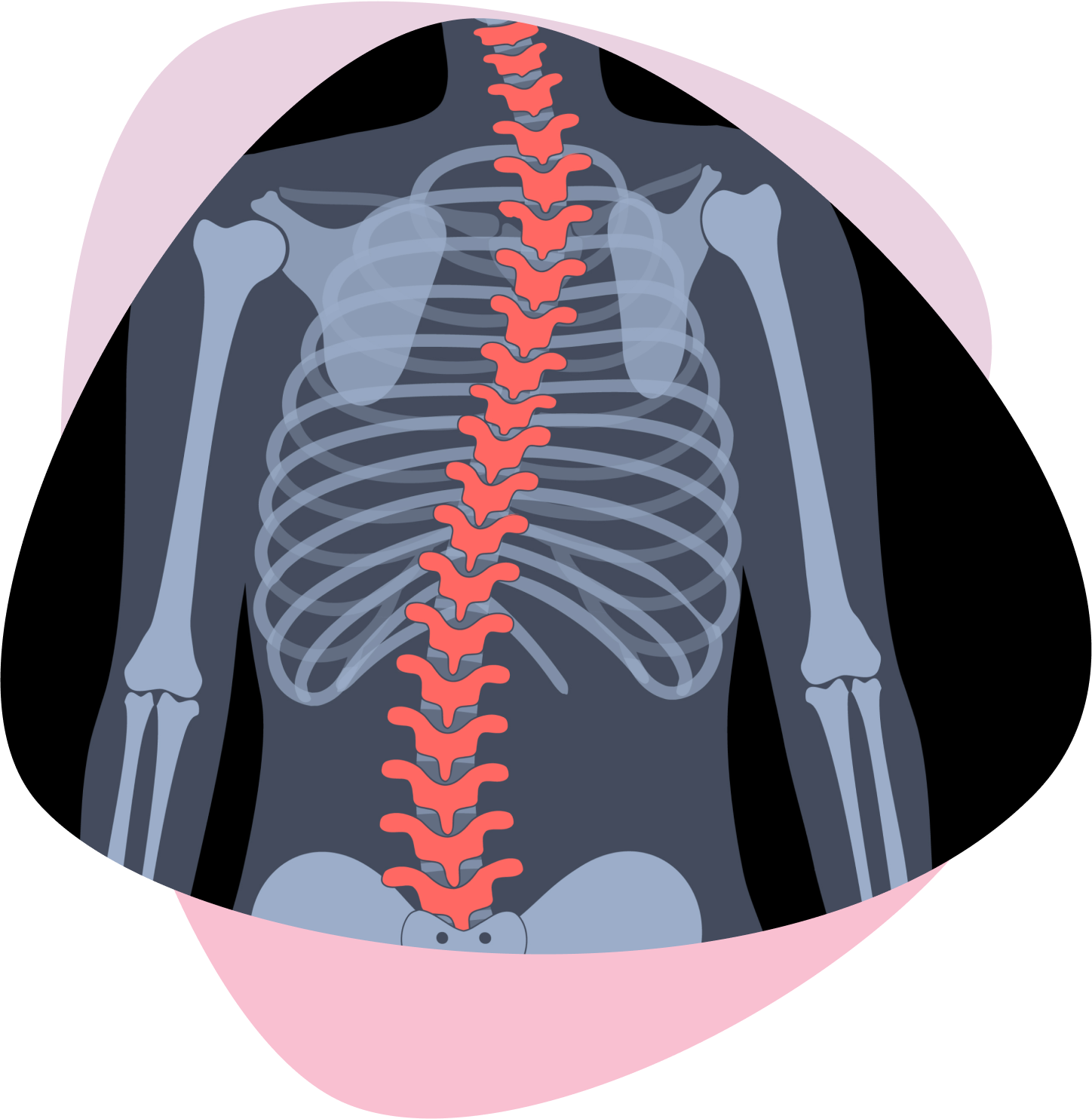 human body skeleton