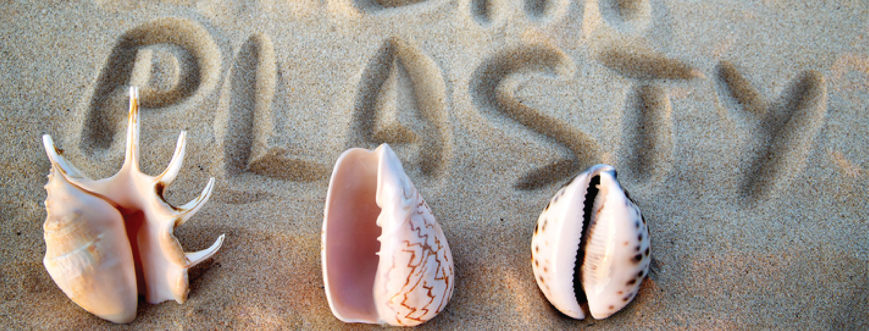 Sea shell in the form of female genitalia with labiaplasty written on sand