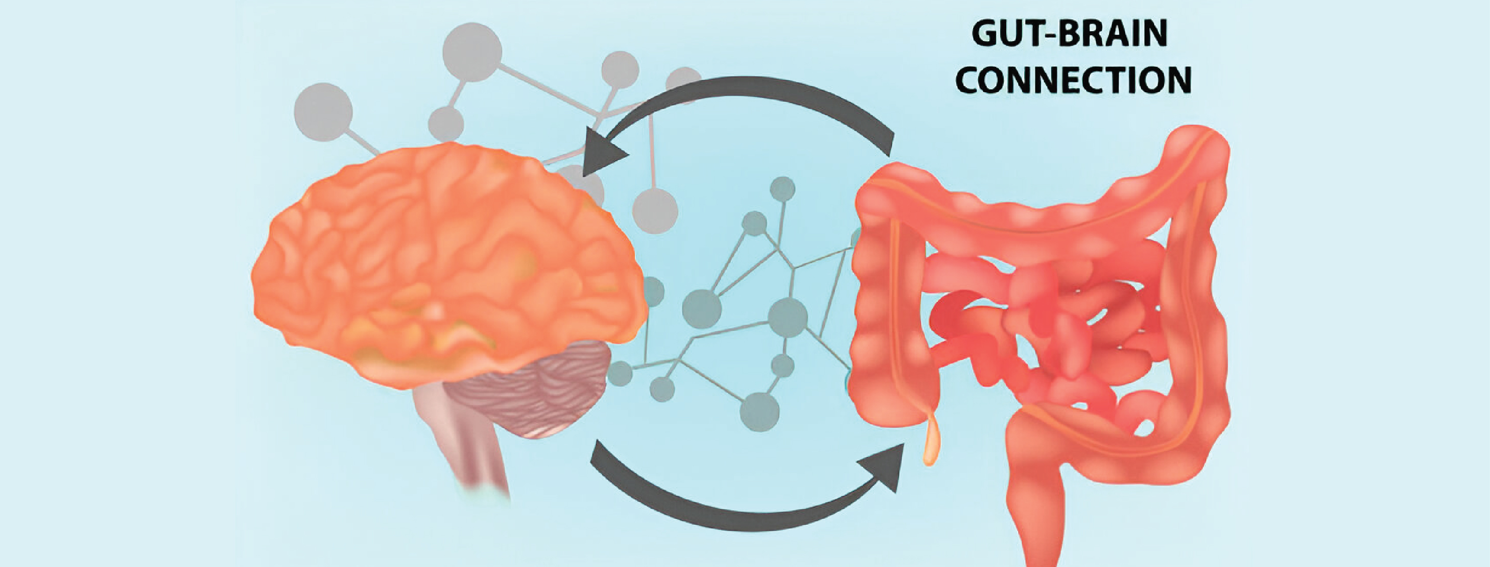 vector illustration of gut-brain connection