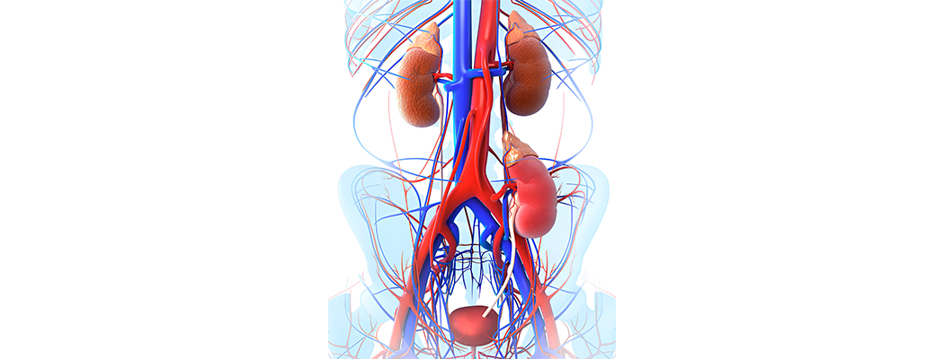 3d illustration of Kidney Transplant