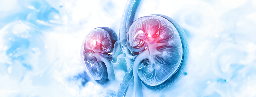 3d illustration of human kidney cross section